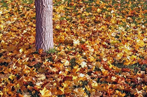 bedford-mowing-pros-dried-leaves