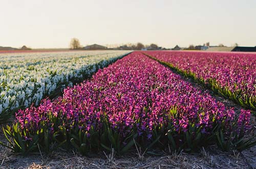 bedford-mowing-pros-flowerbed